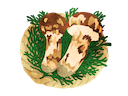 松茸